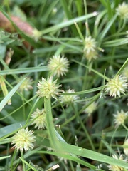 Cyperus brevifolius