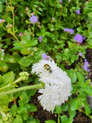 Diabrotica undecimpunctata