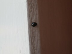 Exochomus quadripustulatus