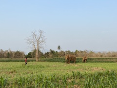 Elephas maximus indicus