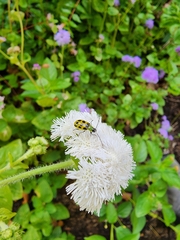Diabrotica undecimpunctata