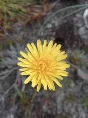 Reichardia