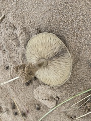 Melanoleuca cinereifolia