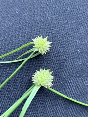 Cyperus brevifolius
