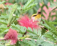 Zosterops palpebrosus