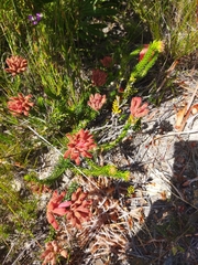 Erica cerinthoides