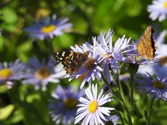 Vanessa cardui