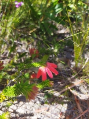 Erica cerinthoides