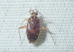 Taedia signata