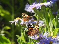 Vanessa cardui