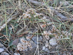 Goniolimon dalmaticum