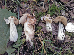 Helvella crispa