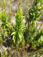 Erica plukenetii