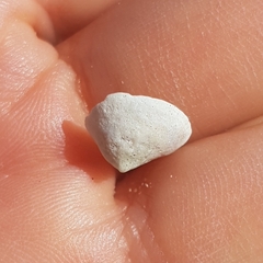 Calyptraea chinensis