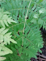 Osmunda regalis