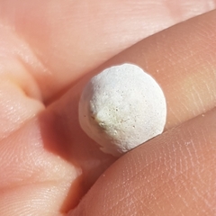 Calyptraea chinensis