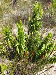 Erica plukenetii