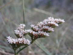 Goniolimon dalmaticum