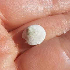 Calyptraea chinensis