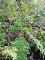 Osmunda regalis