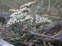 Goniolimon dalmaticum