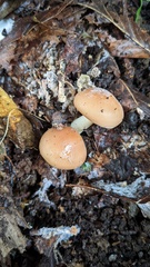 Gerhardtia foliicola
