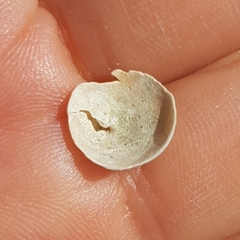 Calyptraea chinensis