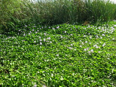 Pontederia crassipes