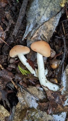 Gerhardtia foliicola