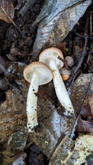 Gerhardtia foliicola