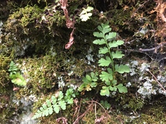 Cryptogramma stelleri