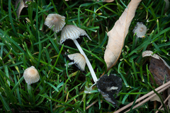 Coprinellus impatiens