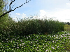 Pontederia crassipes