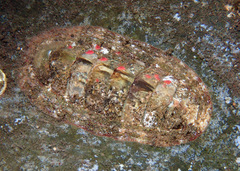 Rhyssoplax baliensis