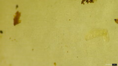 Gerhardtia foliicola