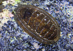 Rhyssoplax baliensis
