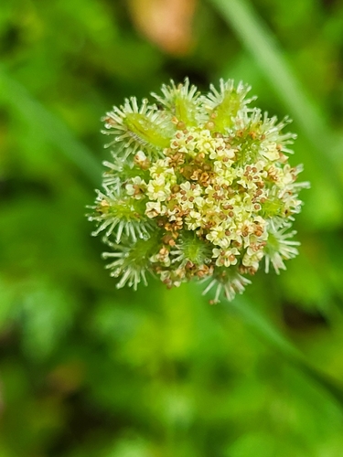 Agrocharis