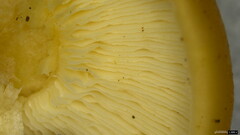 Gerhardtia foliicola
