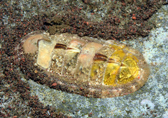 Rhyssoplax baliensis