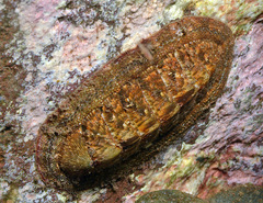 Rhyssoplax baliensis