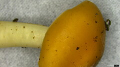 Gerhardtia foliicola