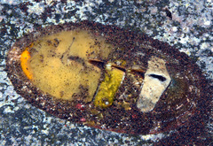 Rhyssoplax baliensis