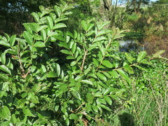Psidium guajava