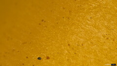 Gerhardtia foliicola