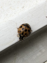 Harmonia axyridis