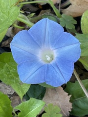 Ipomoea nil