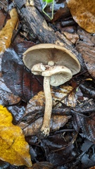 Cyclocybe
