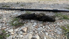 Canis lupus italicus