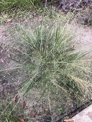 Eragrostis spectabilis