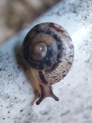 Hygromia cinctella